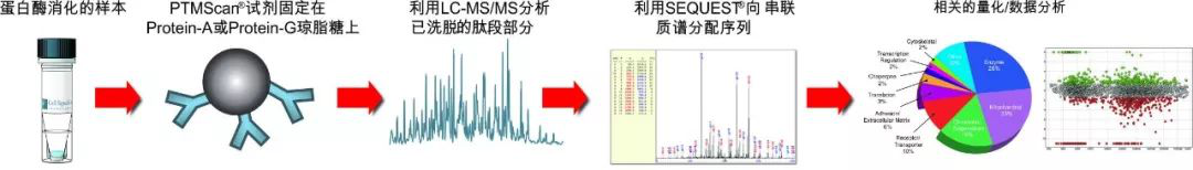 PTMScan实验概述