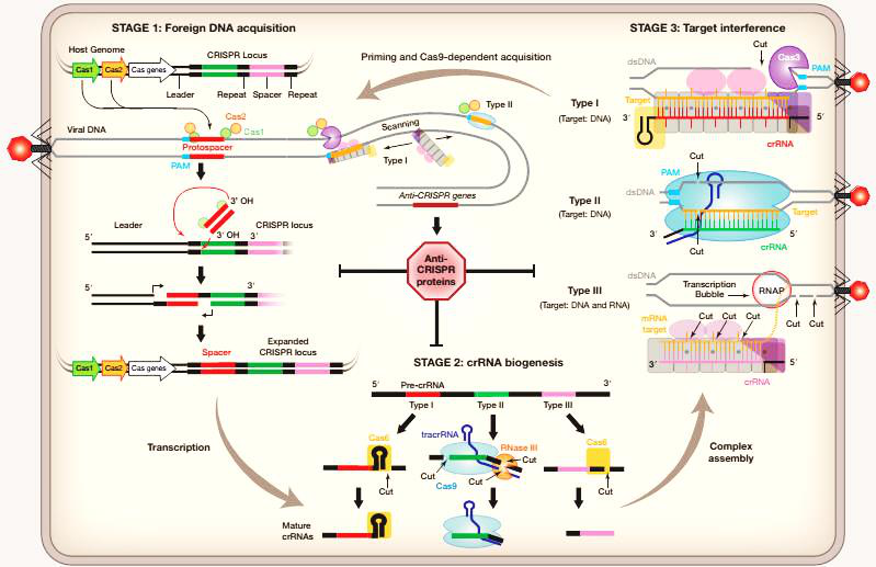 cas9/crrna复合体通过pam(5-ngg)位点扫描dna序列4,5,6.