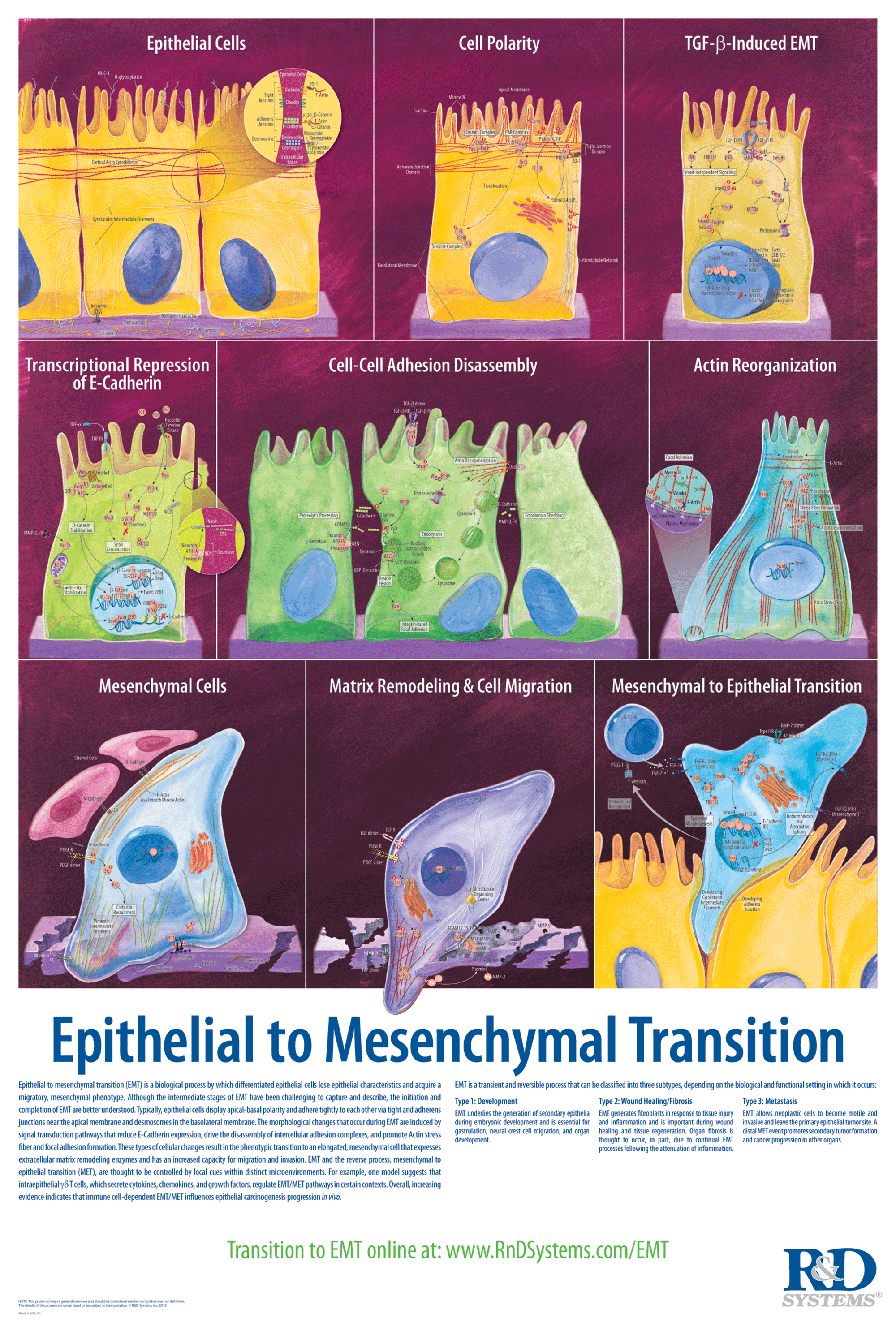 epithelial tissue图片